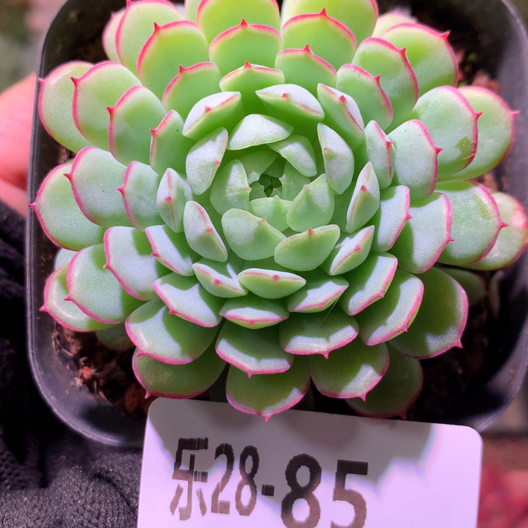乐然28-85 桃花雨 