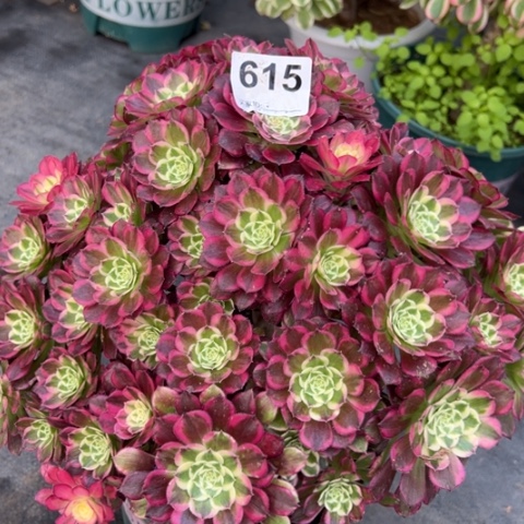 615天合朵朵32厘米左右