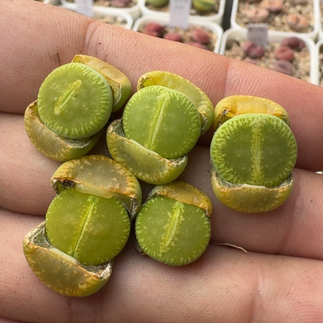 G709绿光阳两年大窗