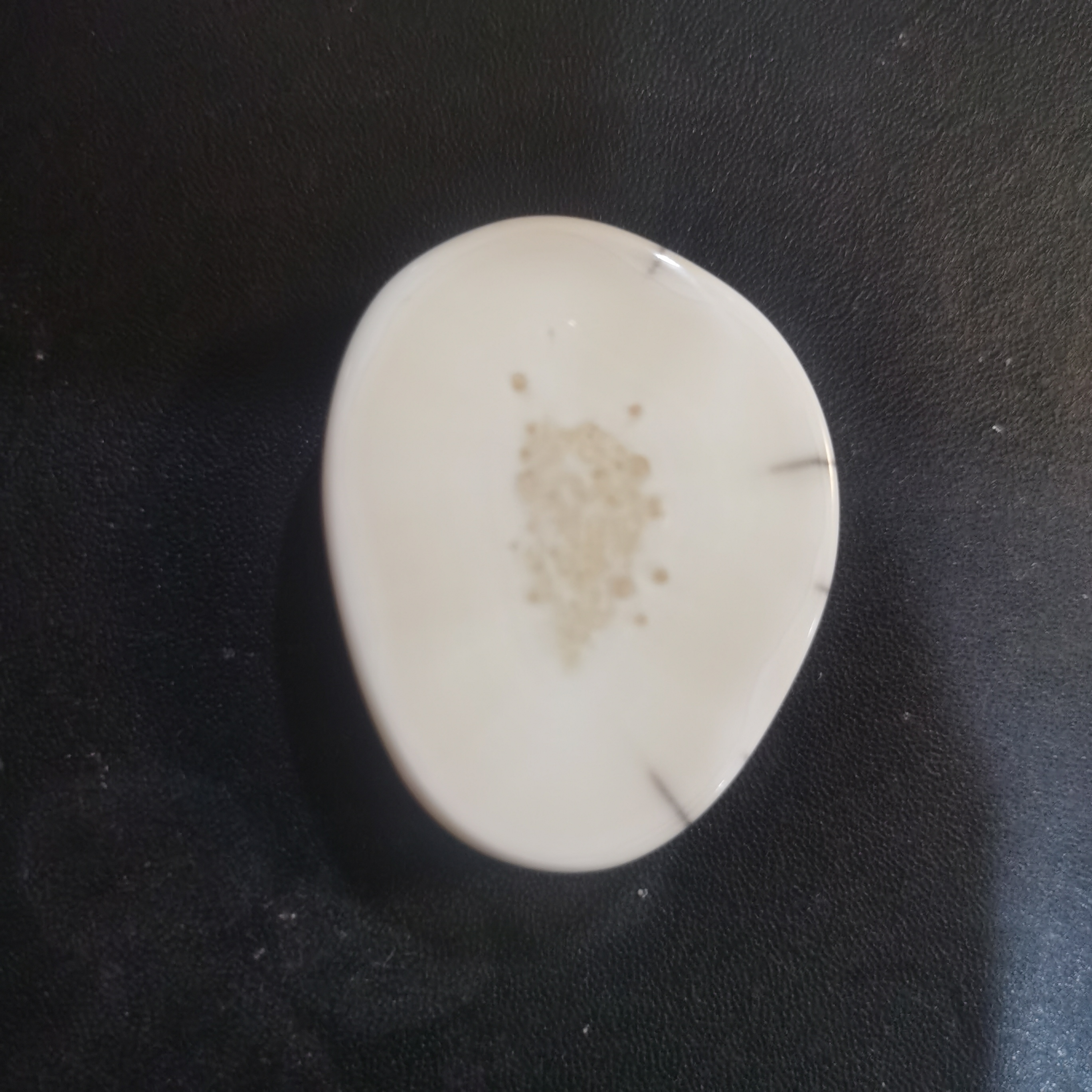 猛犸猛犸虬饼子 WT194