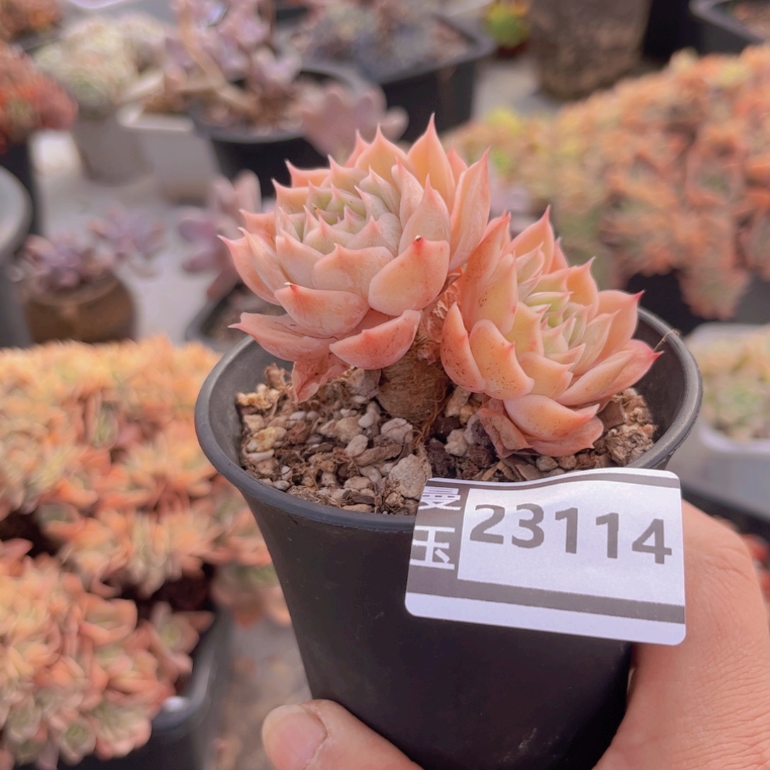 昂斯洛多肉植物23114