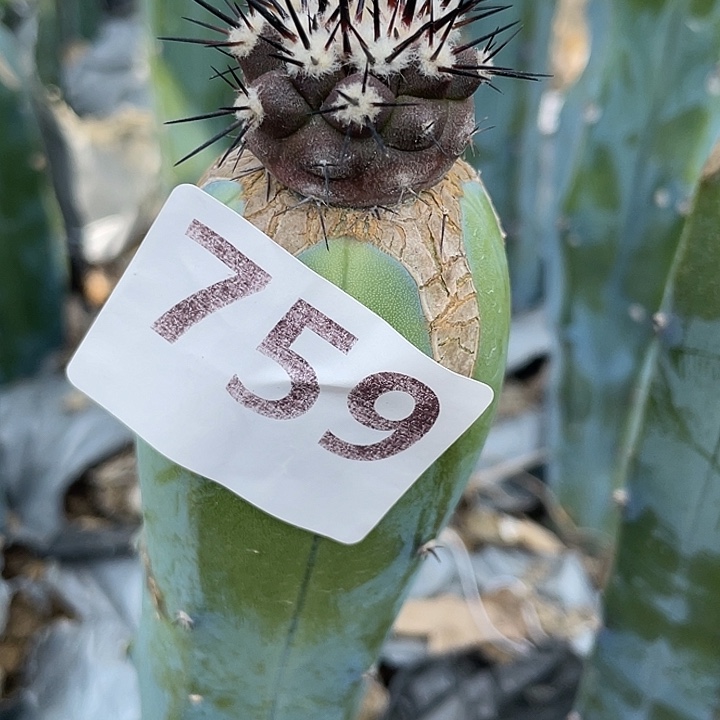 毁***人759号龙神木接黑王丸