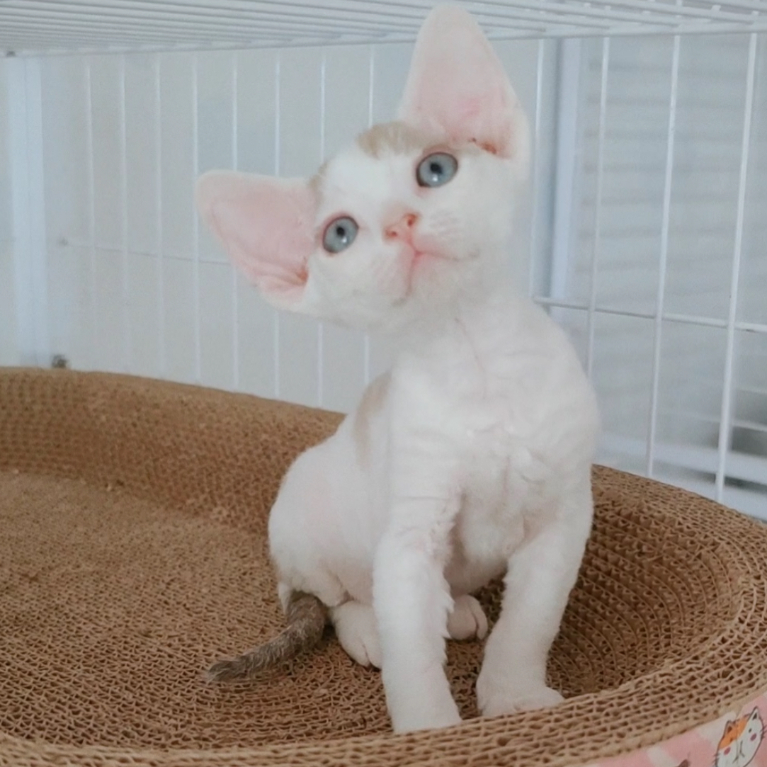 丁香色开脸德文弟弟德文卷毛猫活体猫幼崽