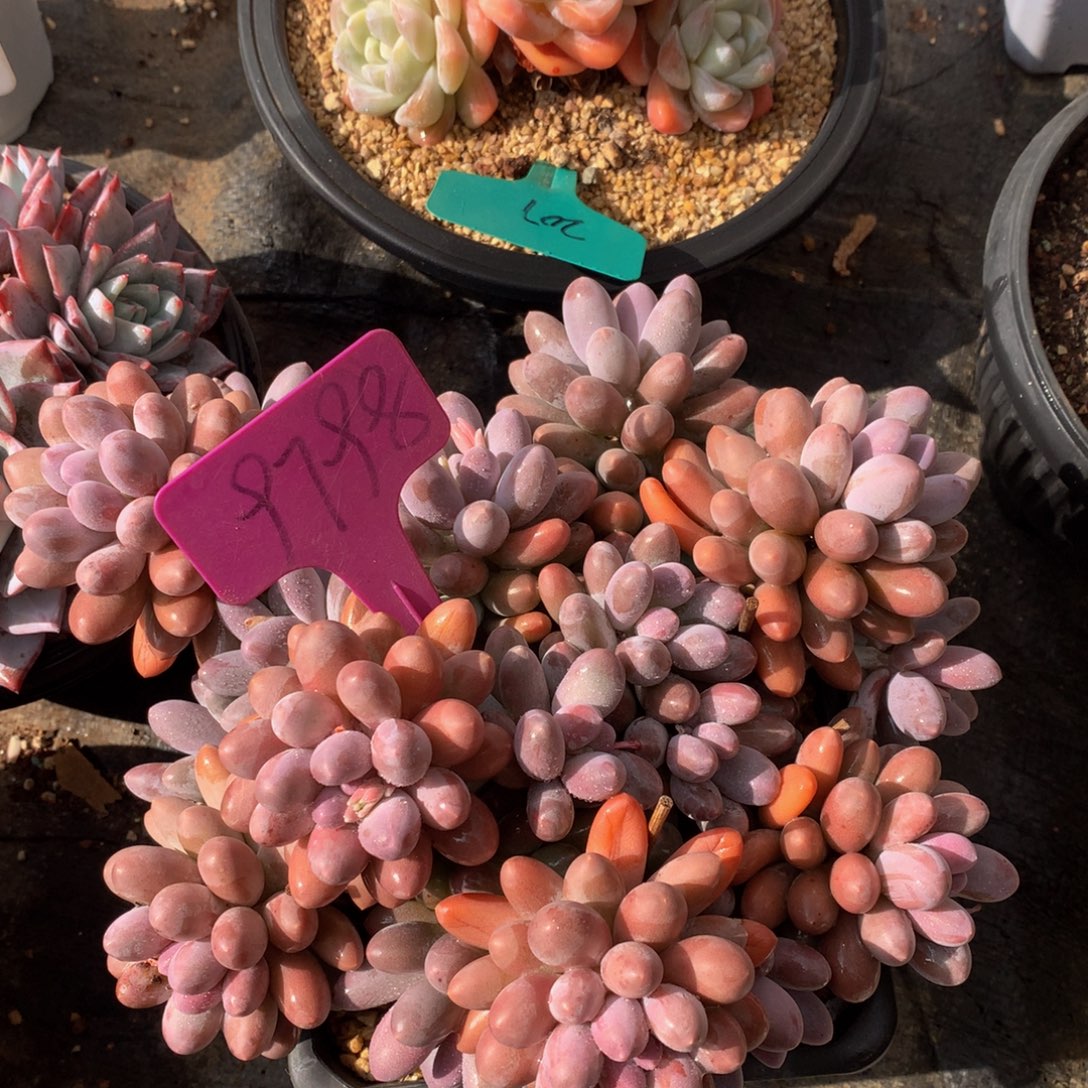 唐宇昂727272727272727