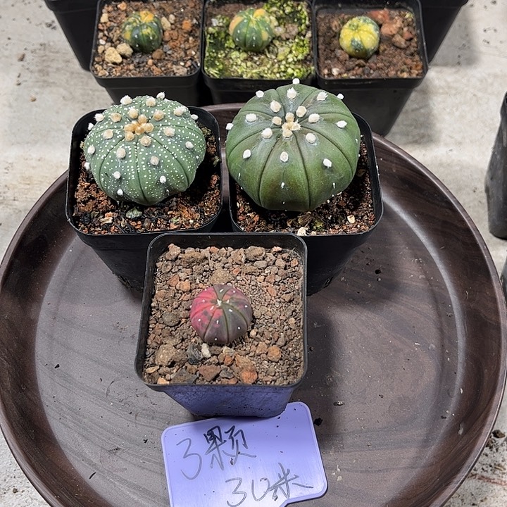 不开花植物仙人球