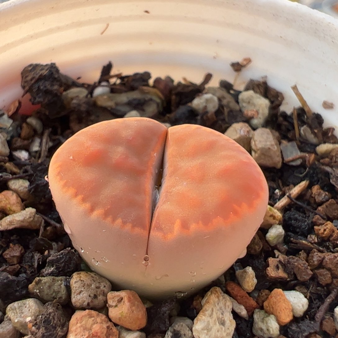 朱璇玉多肉植物百科