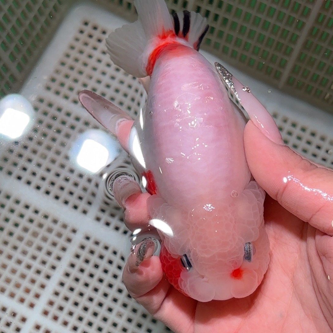 不***見金鱼拍包装包邮，不拍包装运费到付