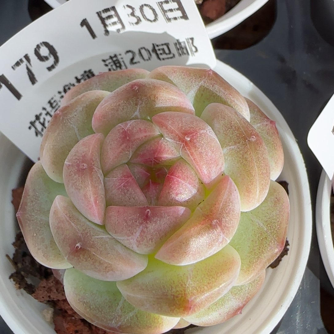 花语逸镜0130-179