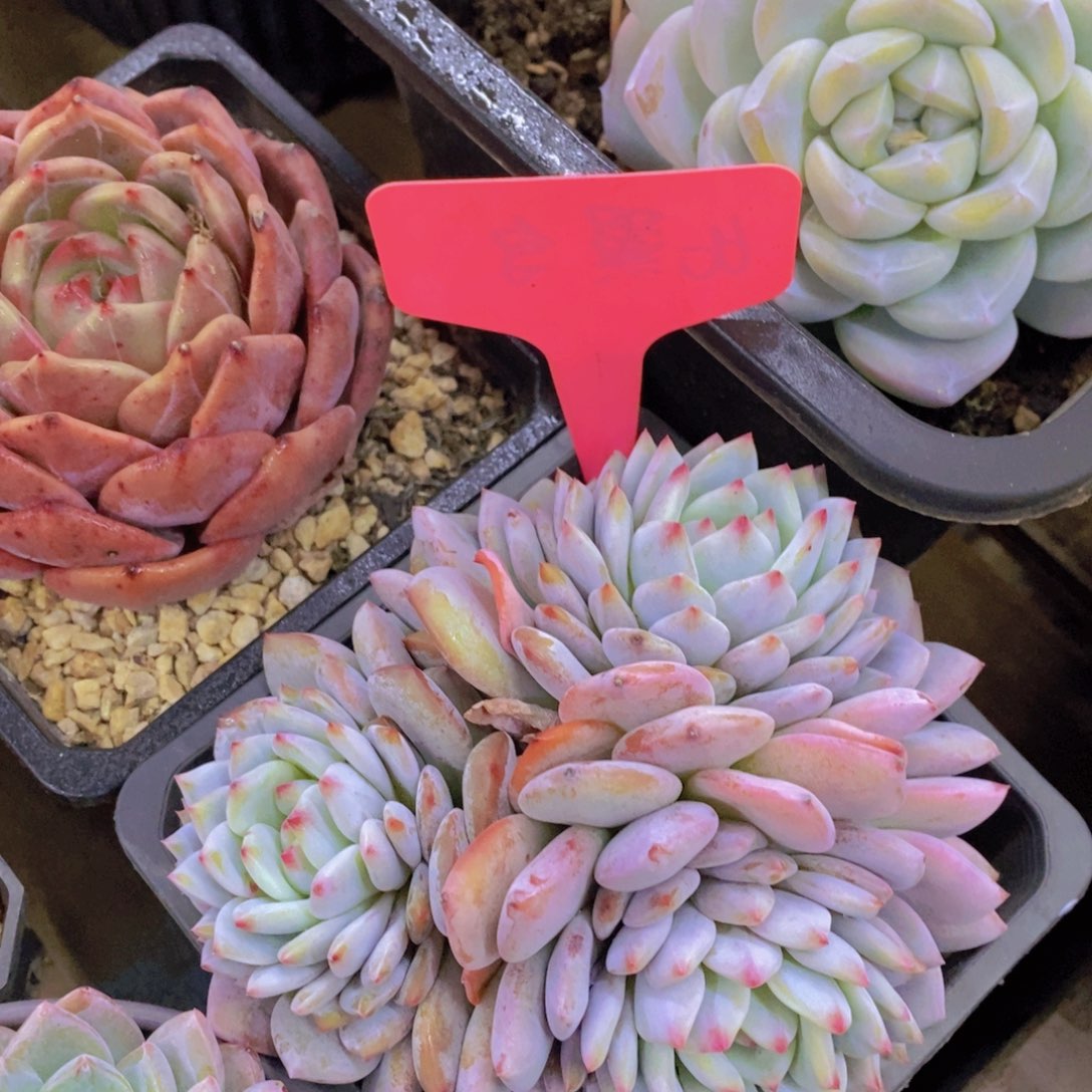 元旦第一场直播，节日快乐