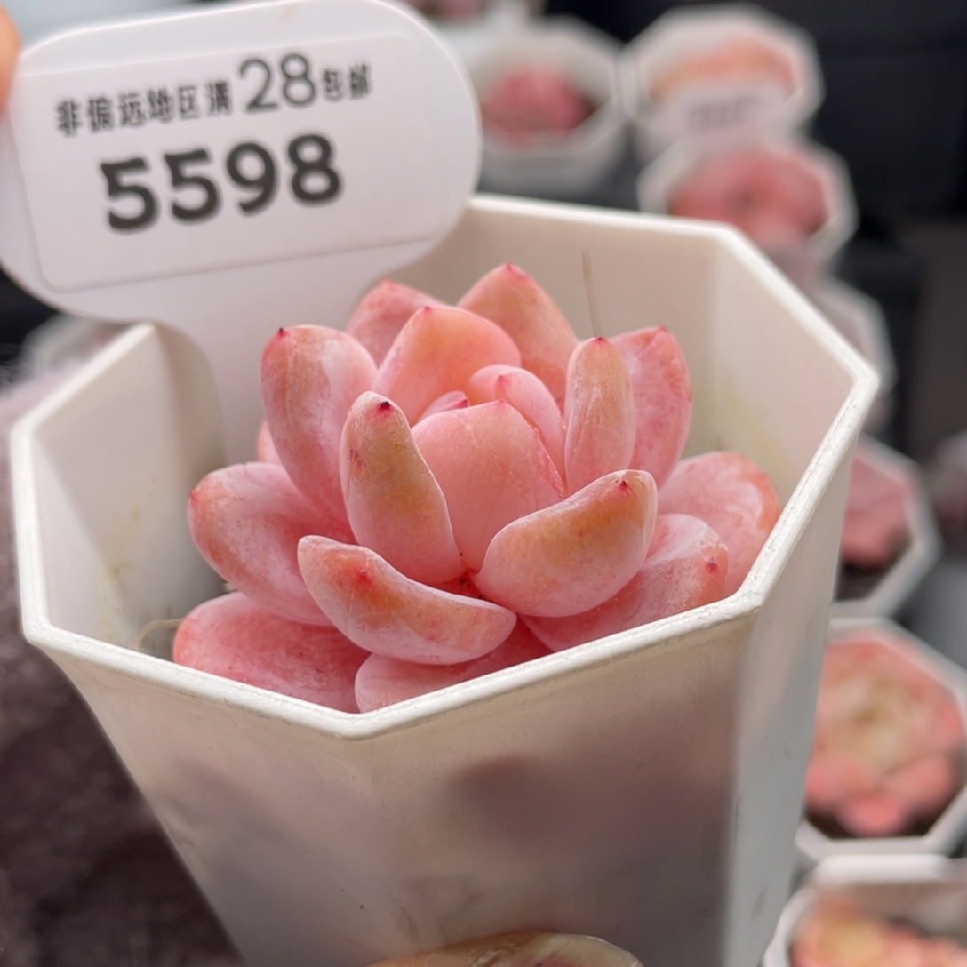 雪梦5598-5.0厘米