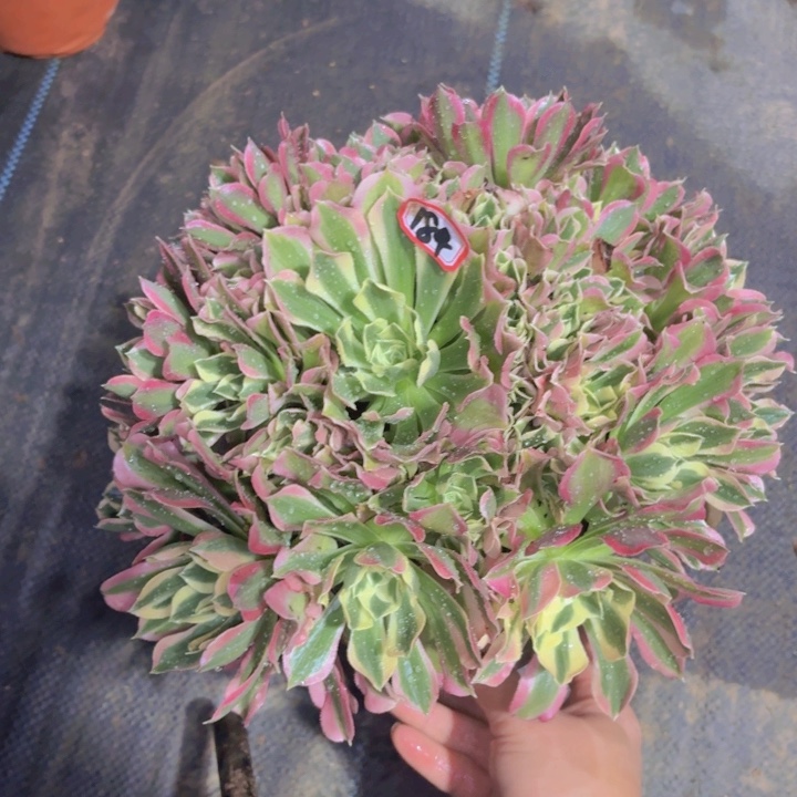 一物一拍白凤多肉184