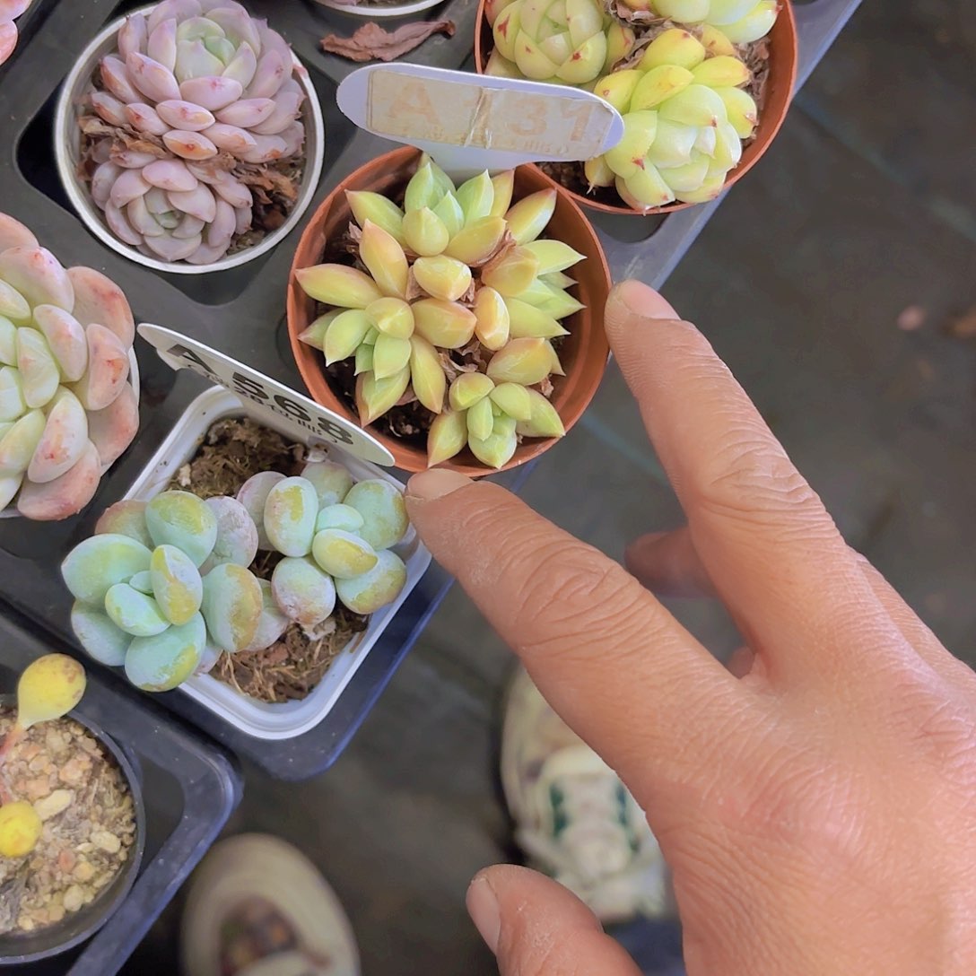 A131幻影美人一物一拍