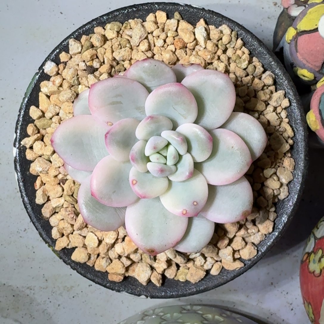 白马 锦 单头 一物一拍