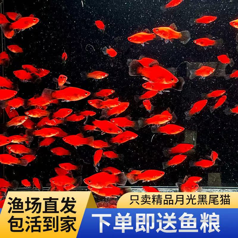 月光黑尾猫鱼胎生小型热带观赏鱼好养耐活直接生小鱼适合新手