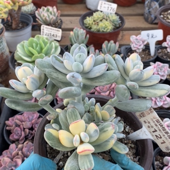 121一一一一一一一一一