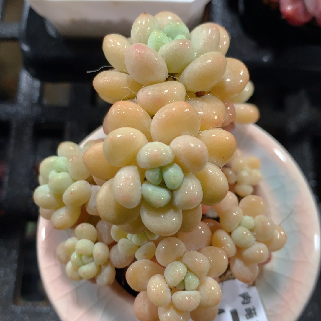 5CM拇指盆精控多肉ZM776