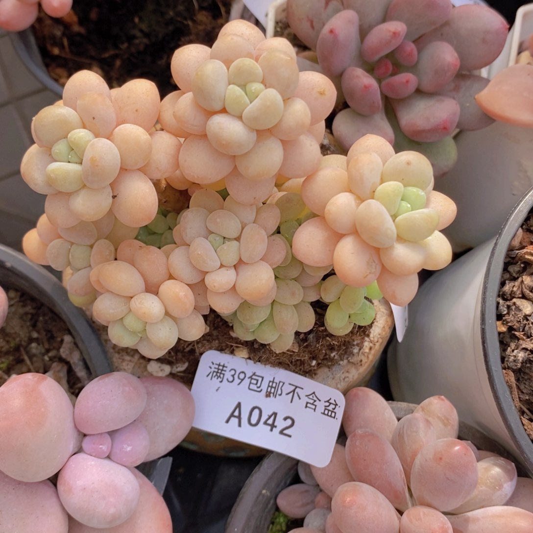 洛可可8cm042多肉植物