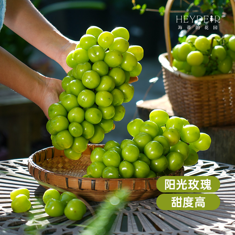 海蒂的花园优质葡萄水果果树苗多品种庭院花园地栽盆栽植物盆栽苗
