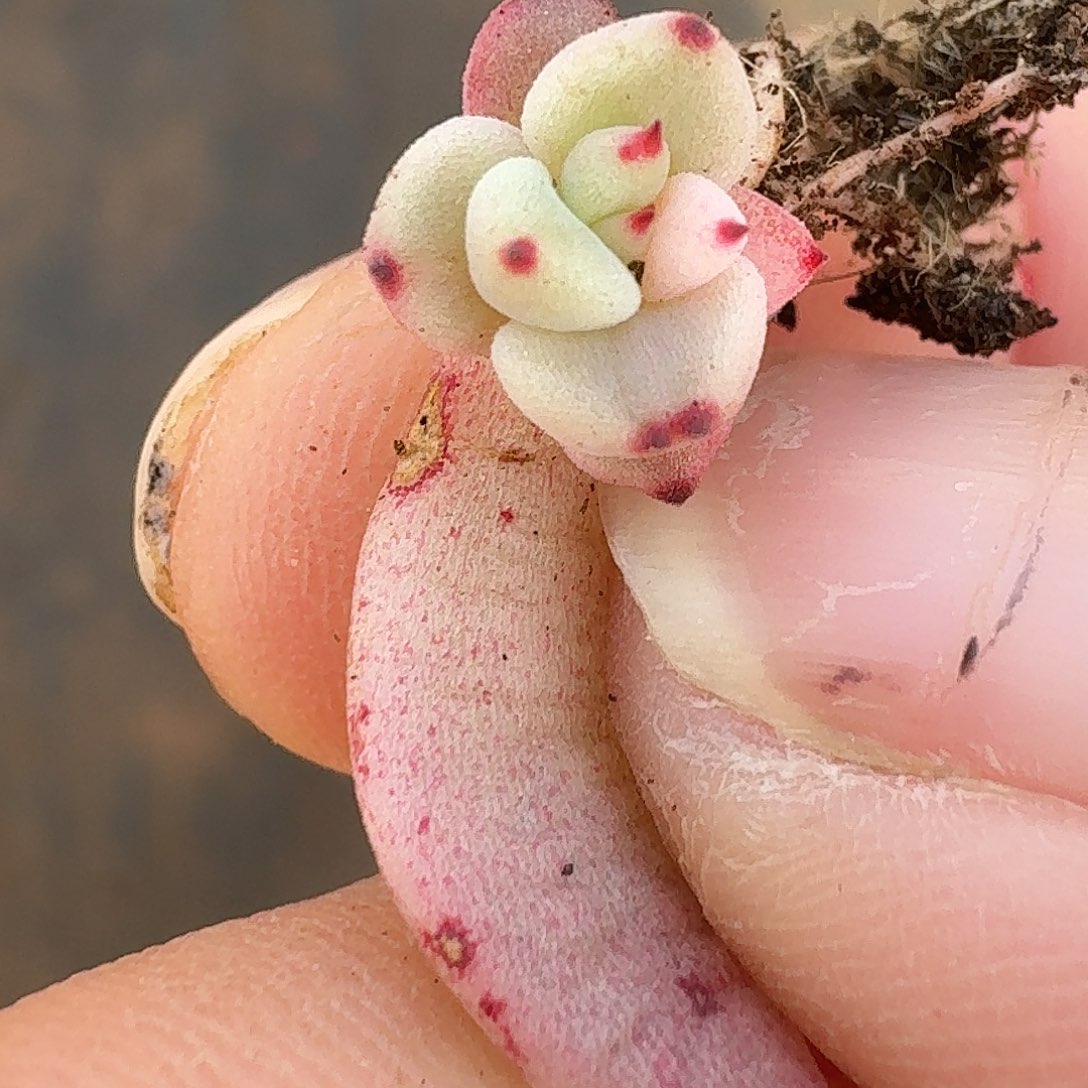 幽鬼覆轮叶插一物一拍