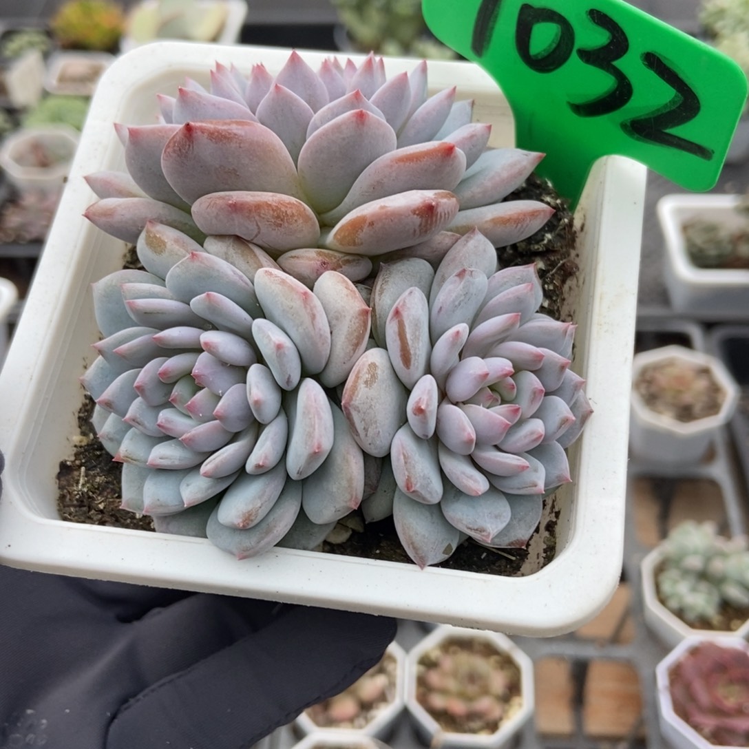 1032玉芙蓉多肉植物