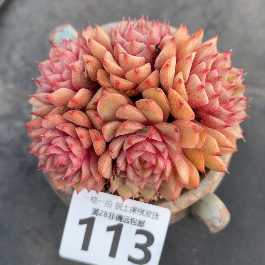 笨吧老桩无盆土发货