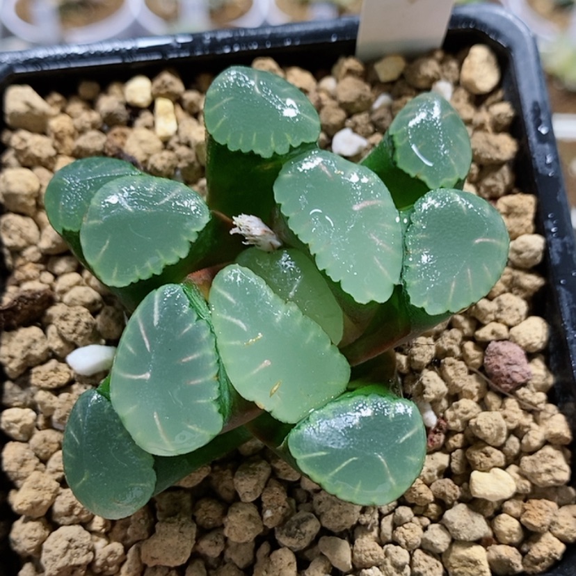 【闪购商品】127红月亮