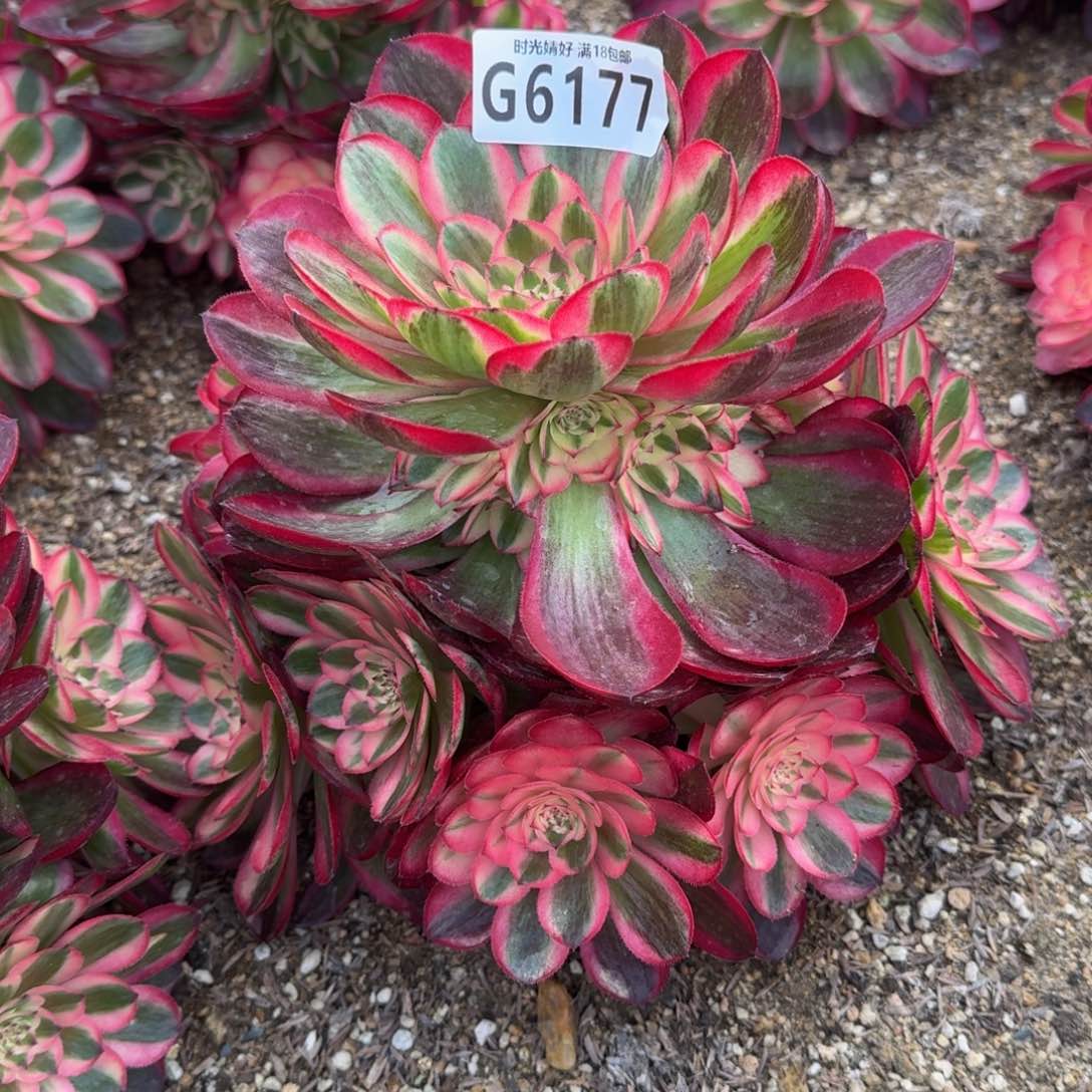 6177荔枝多肉植物