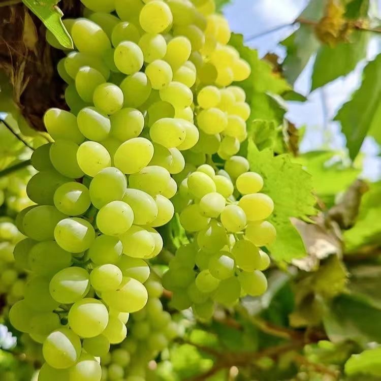 【陈氏阳光】新疆吐鲁番马奶提净重4斤皮薄多汁应季水果现货现发新疆维吾尔自治区