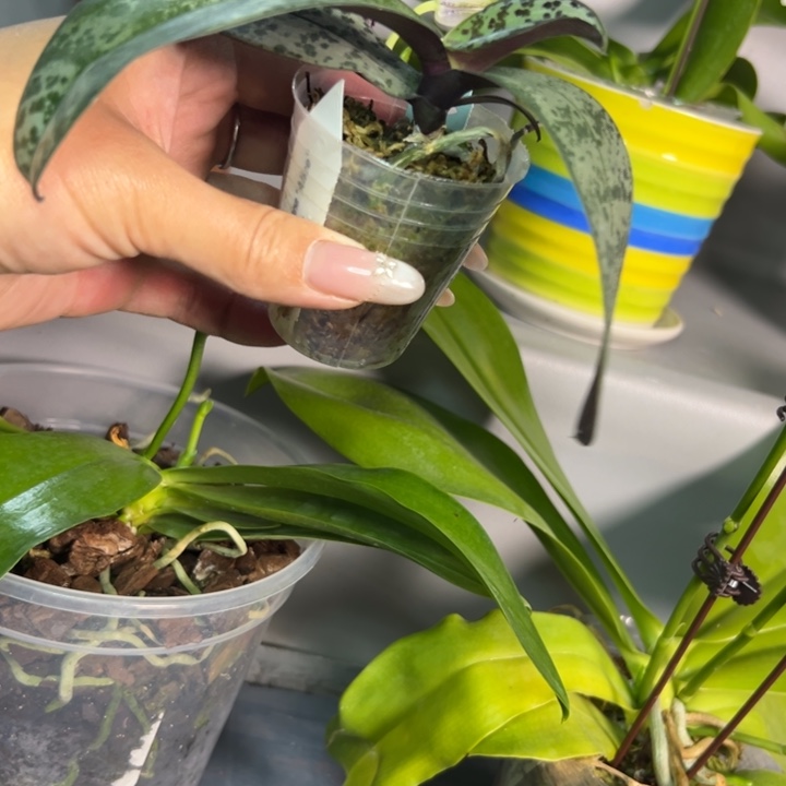 繁***乀不开花植物1.7爱丽丝