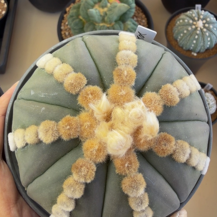 10.1cm大型大尤连心琉璃兜