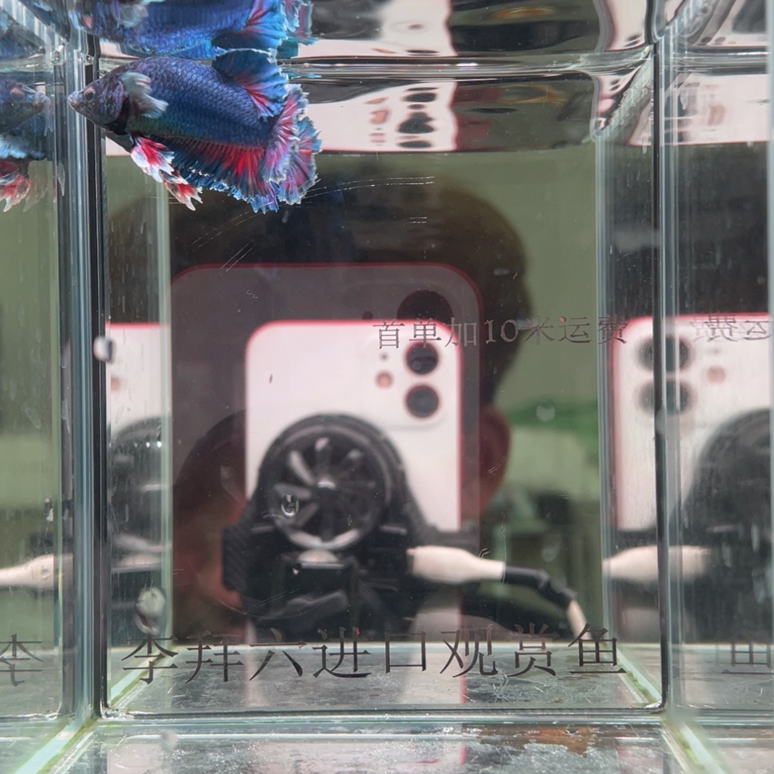 斗鱼印尼精品斗鱼22