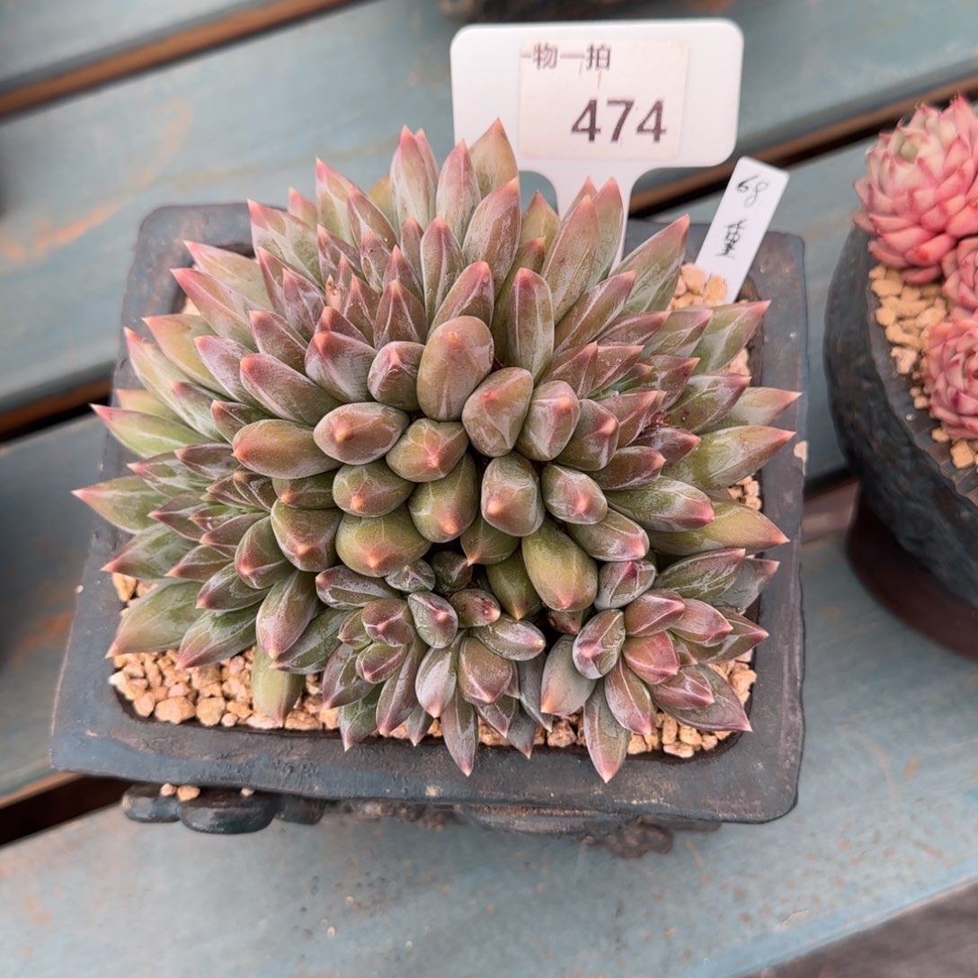 一物一拍474号11111