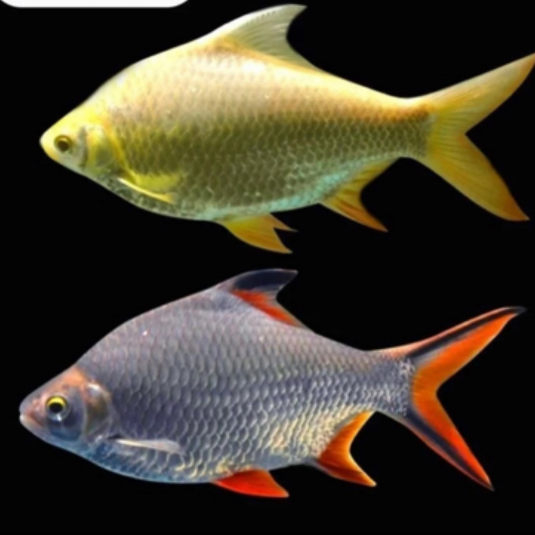 四大神兽泰国鲫 金凤鱼 银凤鱼 柠檬鲫 黑骑士 龙鱼配鱼