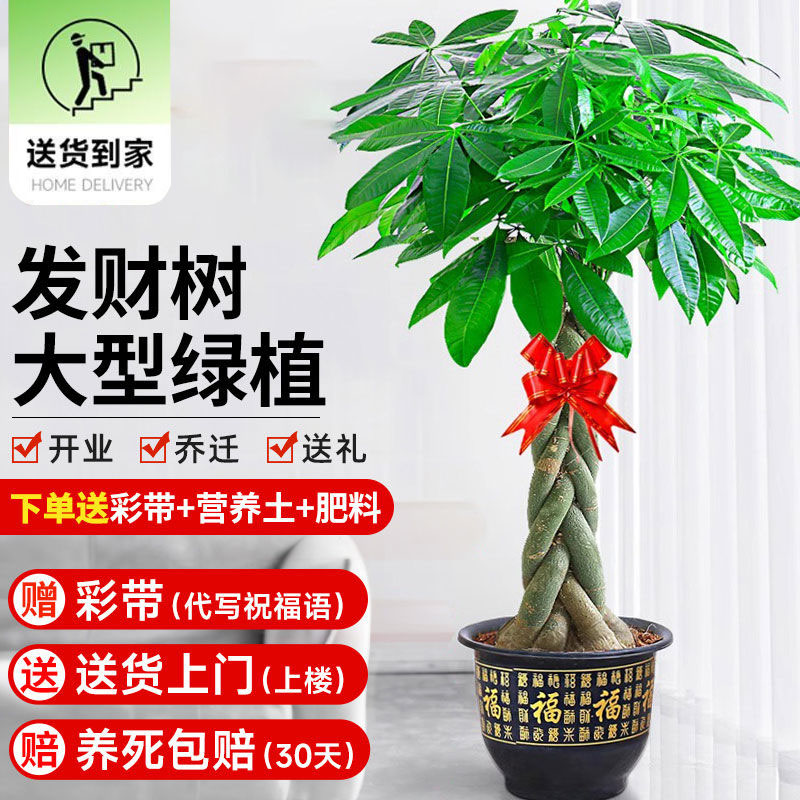 茂盛大五辫1.5-1.7米五辫子发财树盆栽大型植物花卉好养室内开业