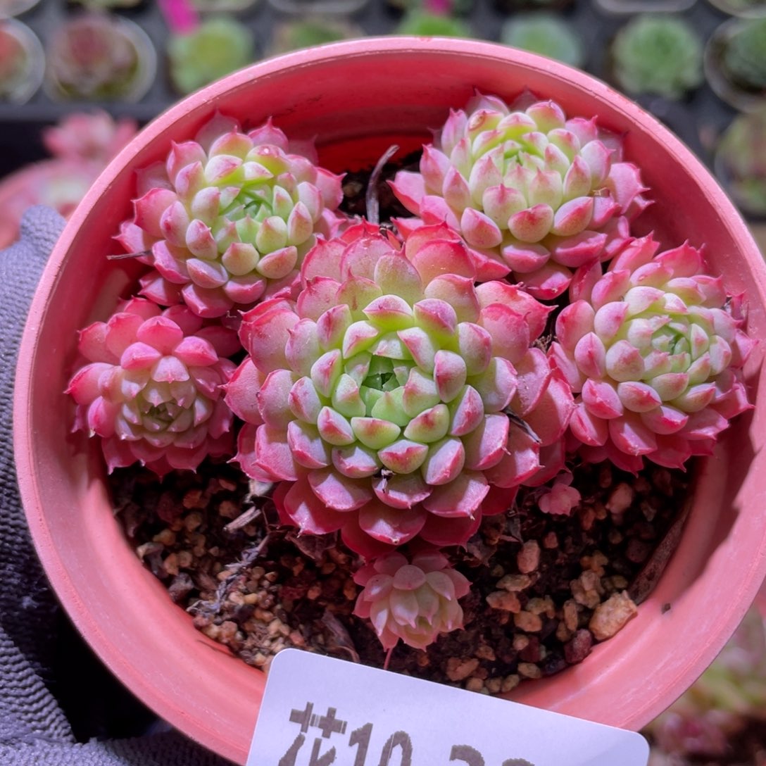 花利美10-328小红丁