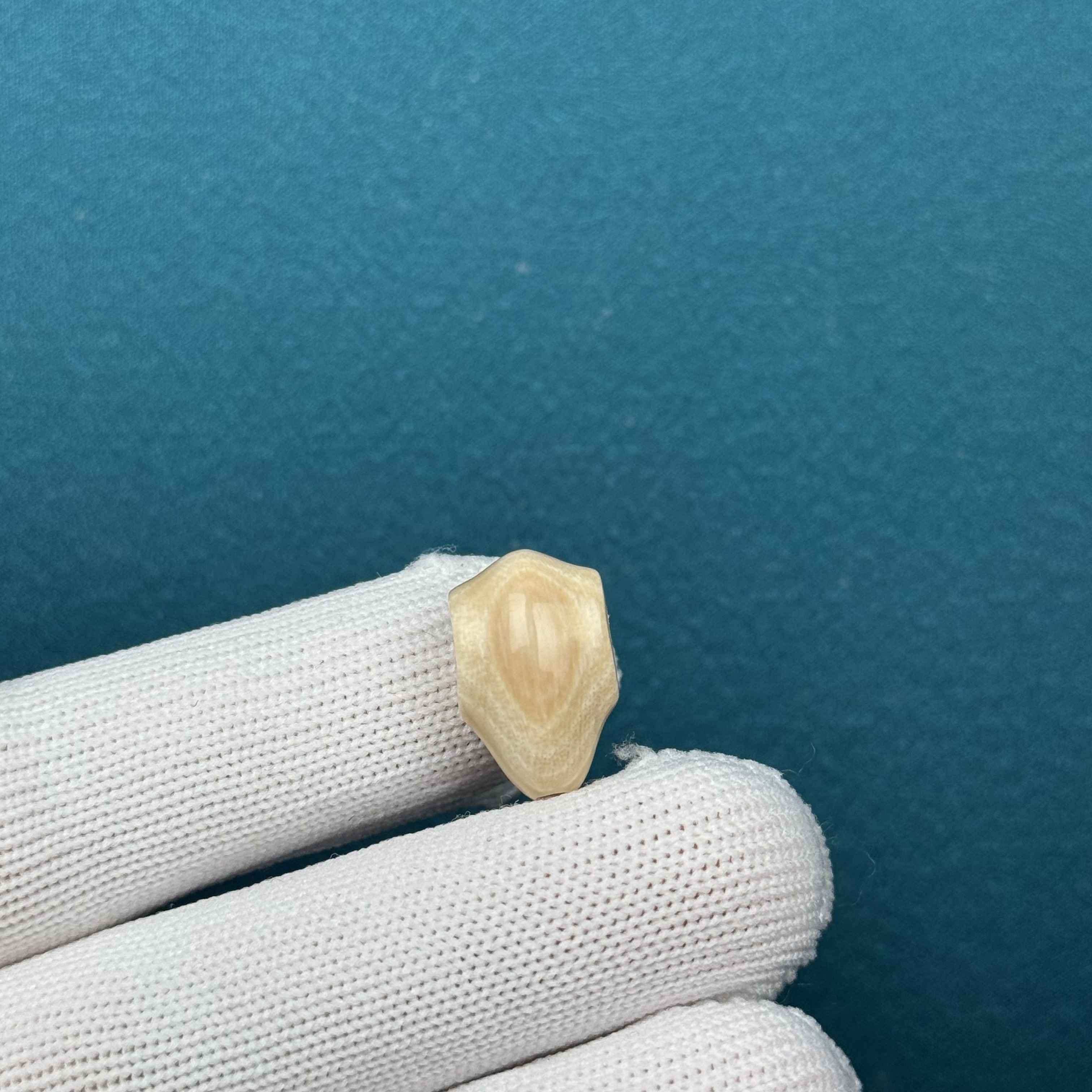 D59-86天然猛犸牙鲨鱼背三通11.6X18.3mm支持复检假一罚十