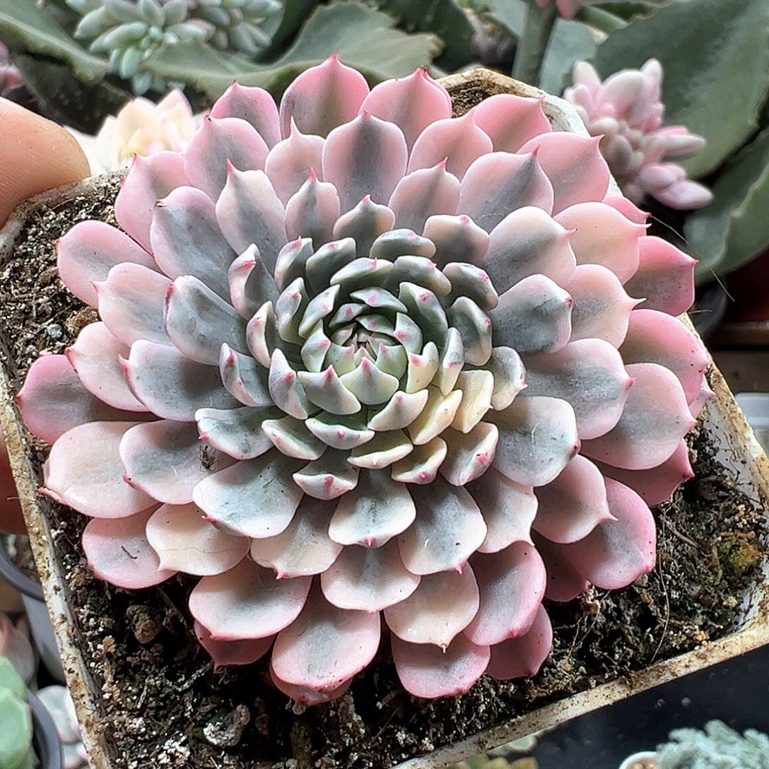 纸风车锦 小方花圃一物一拍