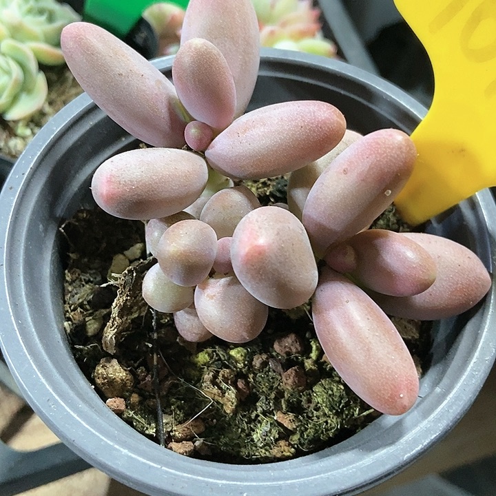 多肉植物糖果1617