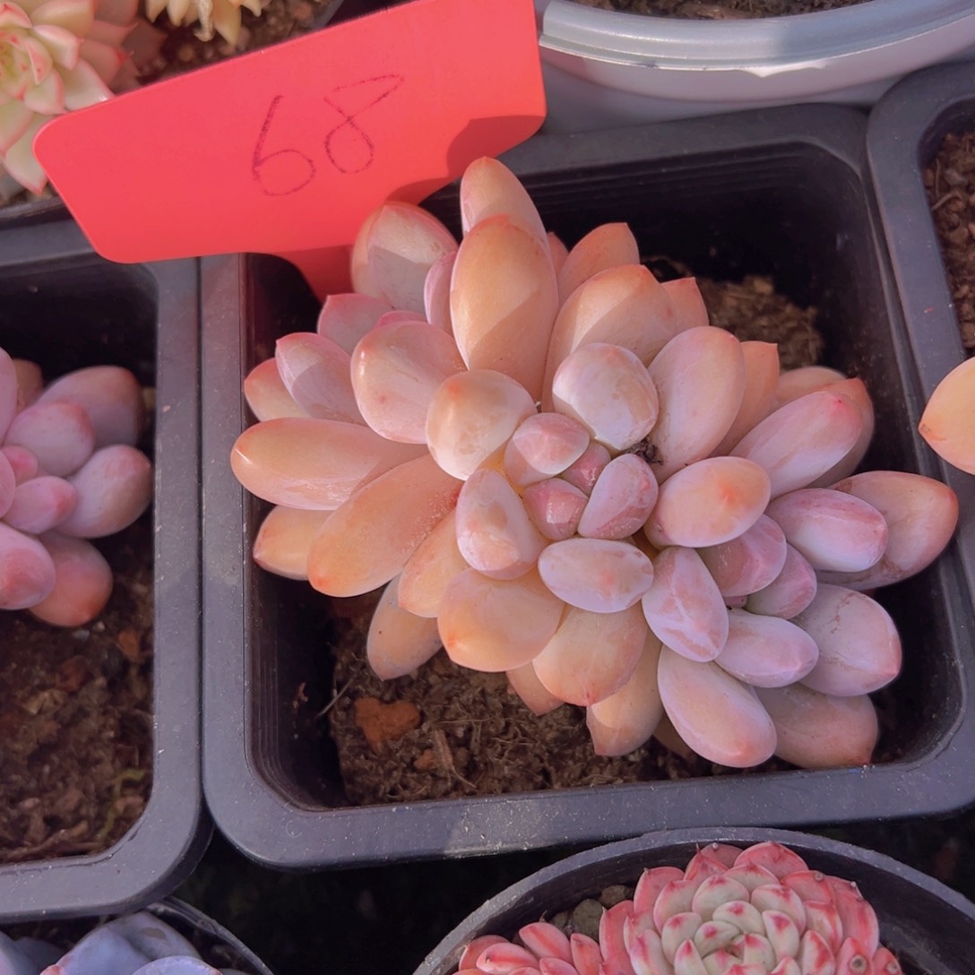 香玉的故事是一个人的故事