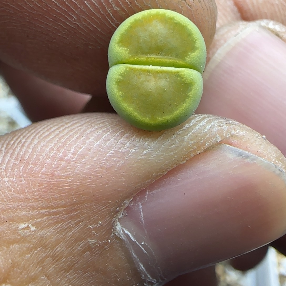 040 生石花大棚直播
