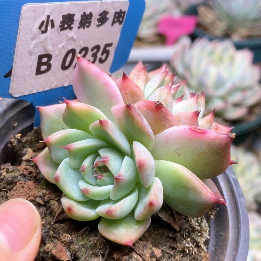 B235锦锦锦锦锦锦锦
