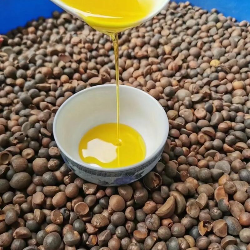 湘西现场收土货山茶油