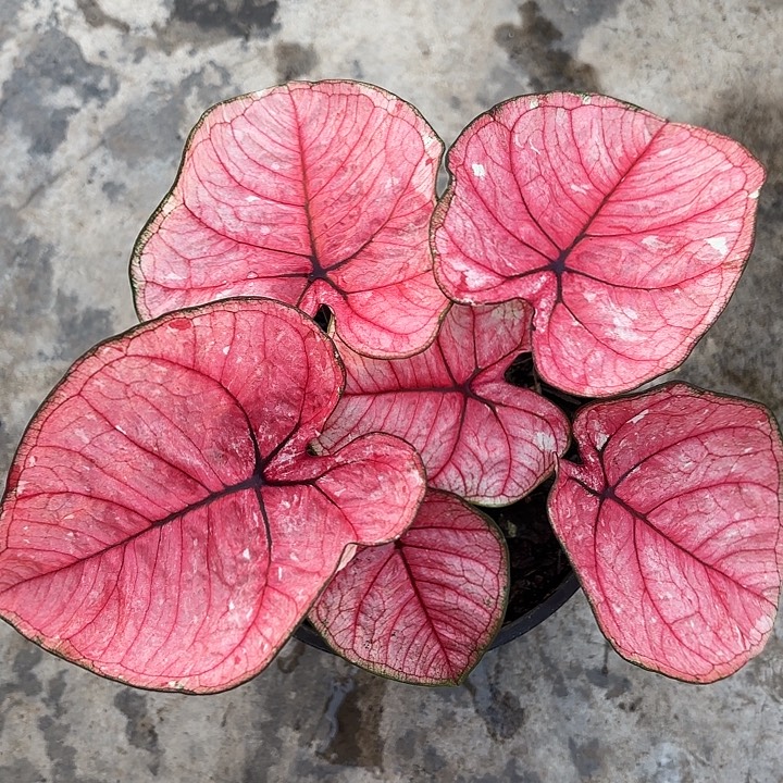 59-1203彩叶芋广东现货