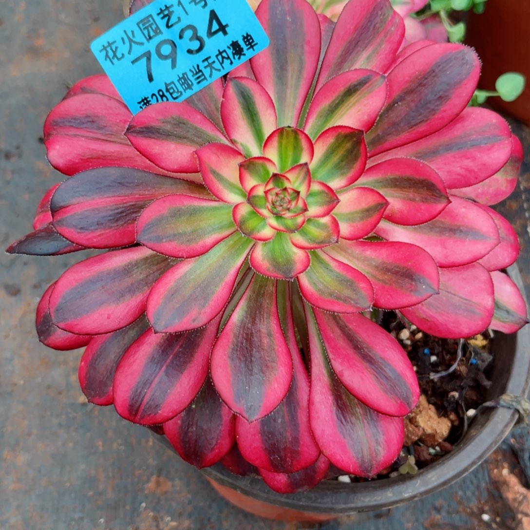 香奈儿7934多肉植物