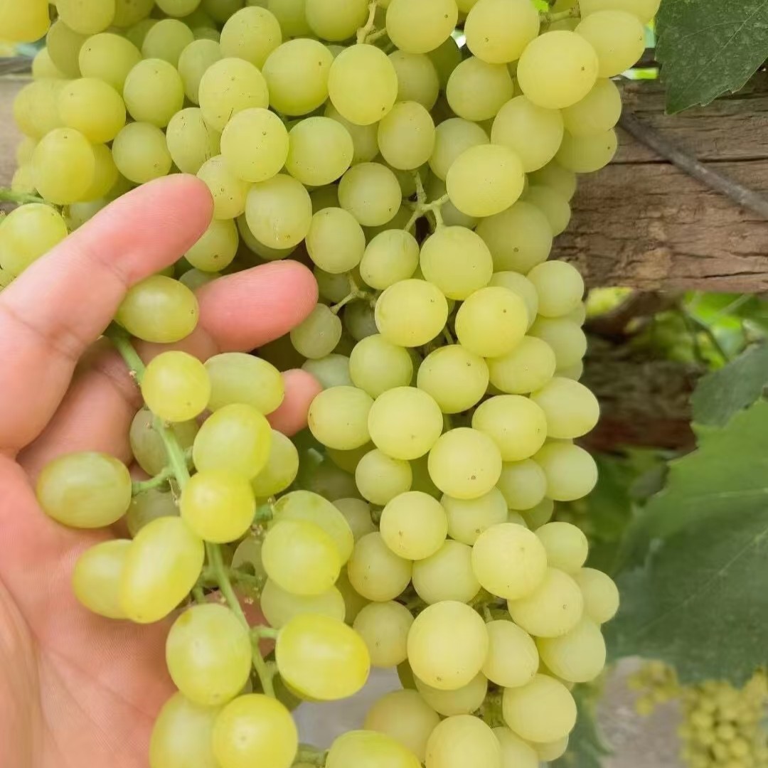 吐鲁番无核白葡萄500g新疆维吾尔自治区