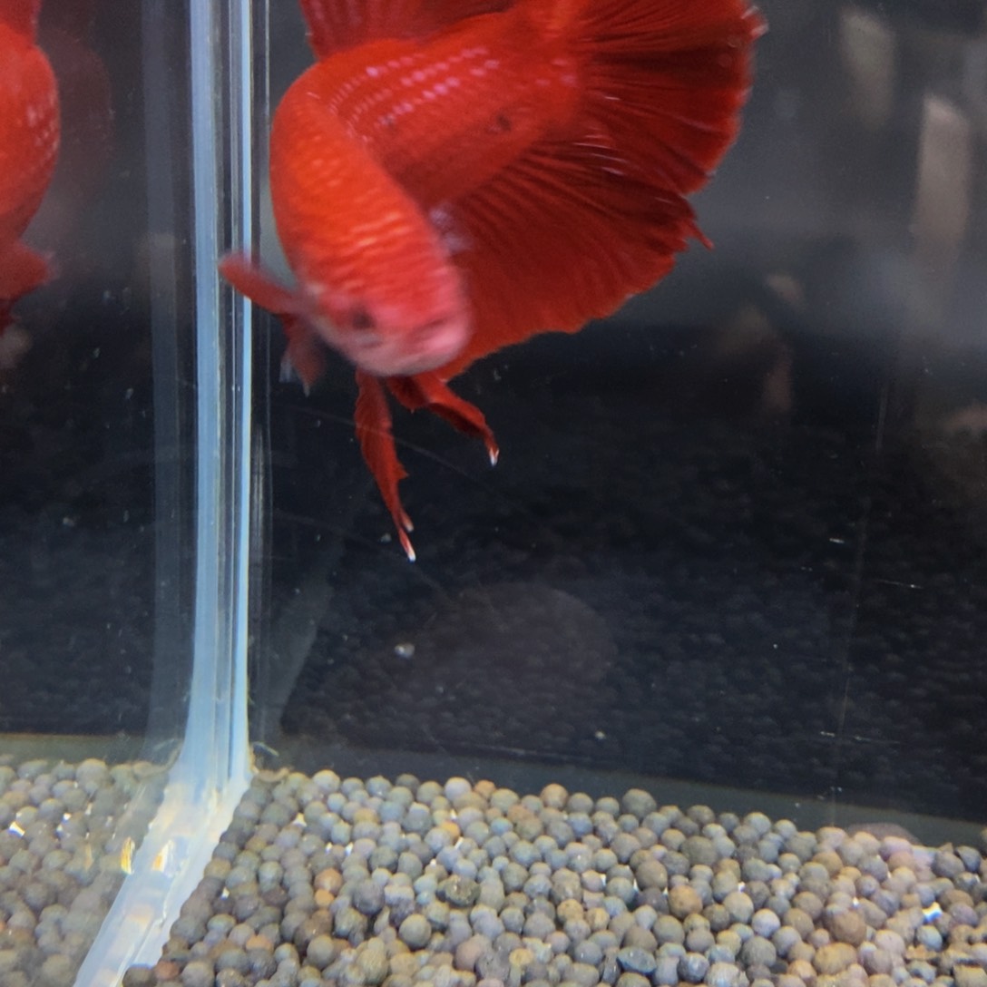 热带鱼公420巨斗