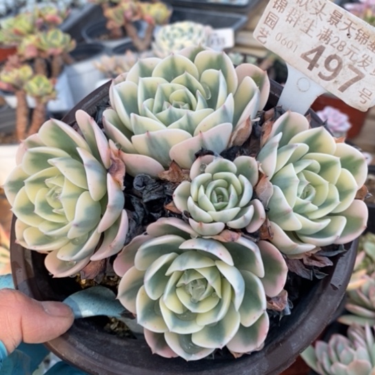 497一一一一一一一一一