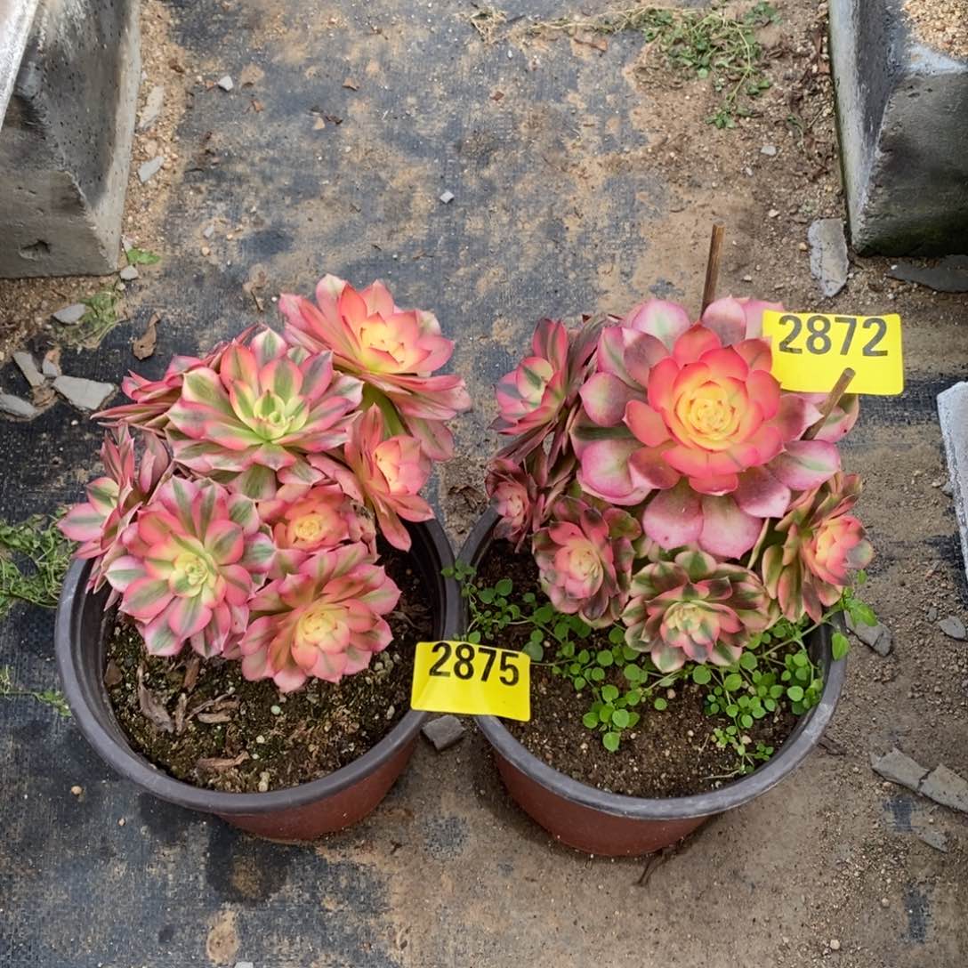 青城多肉法师两颗28752872