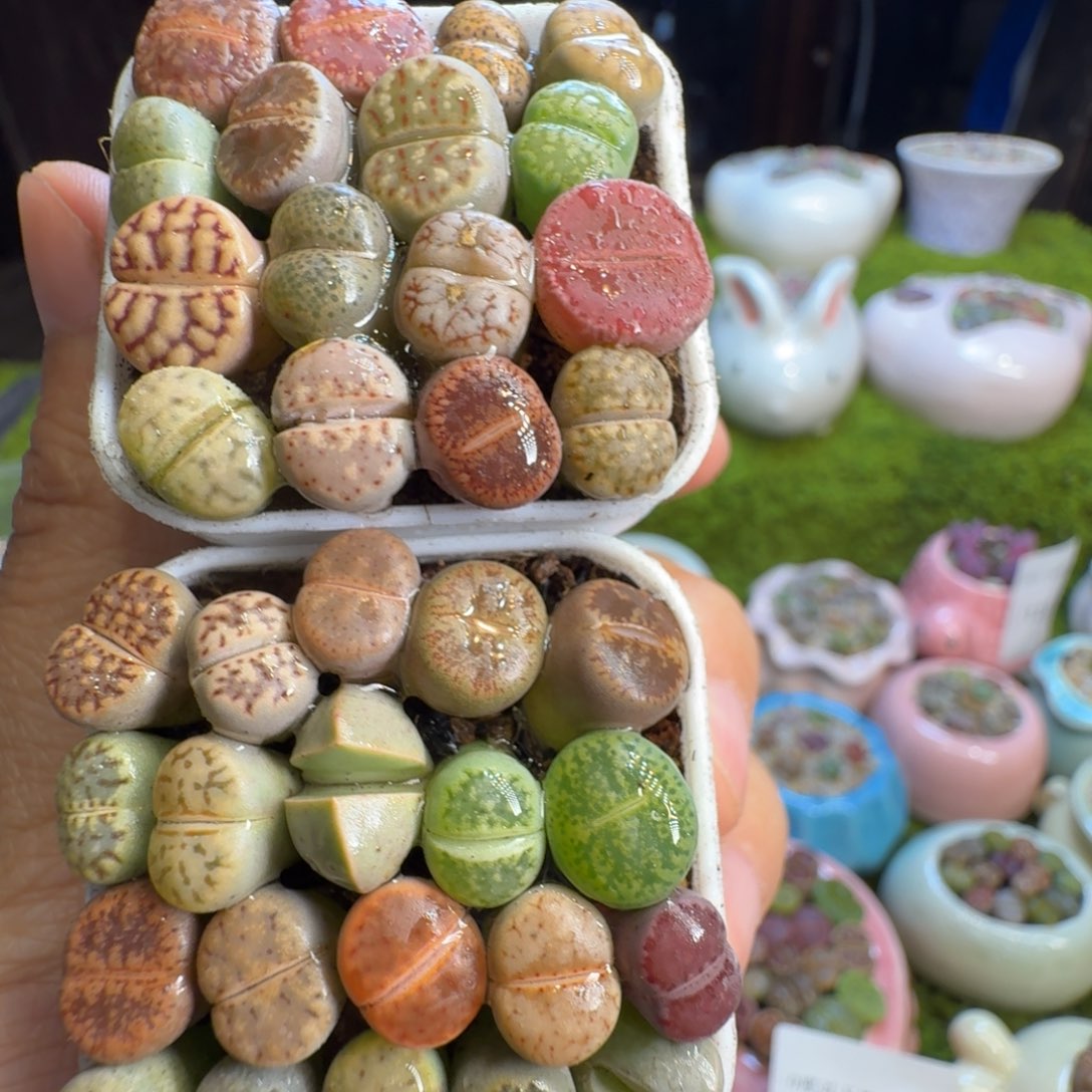 好***奇多肉植物开播福利1258