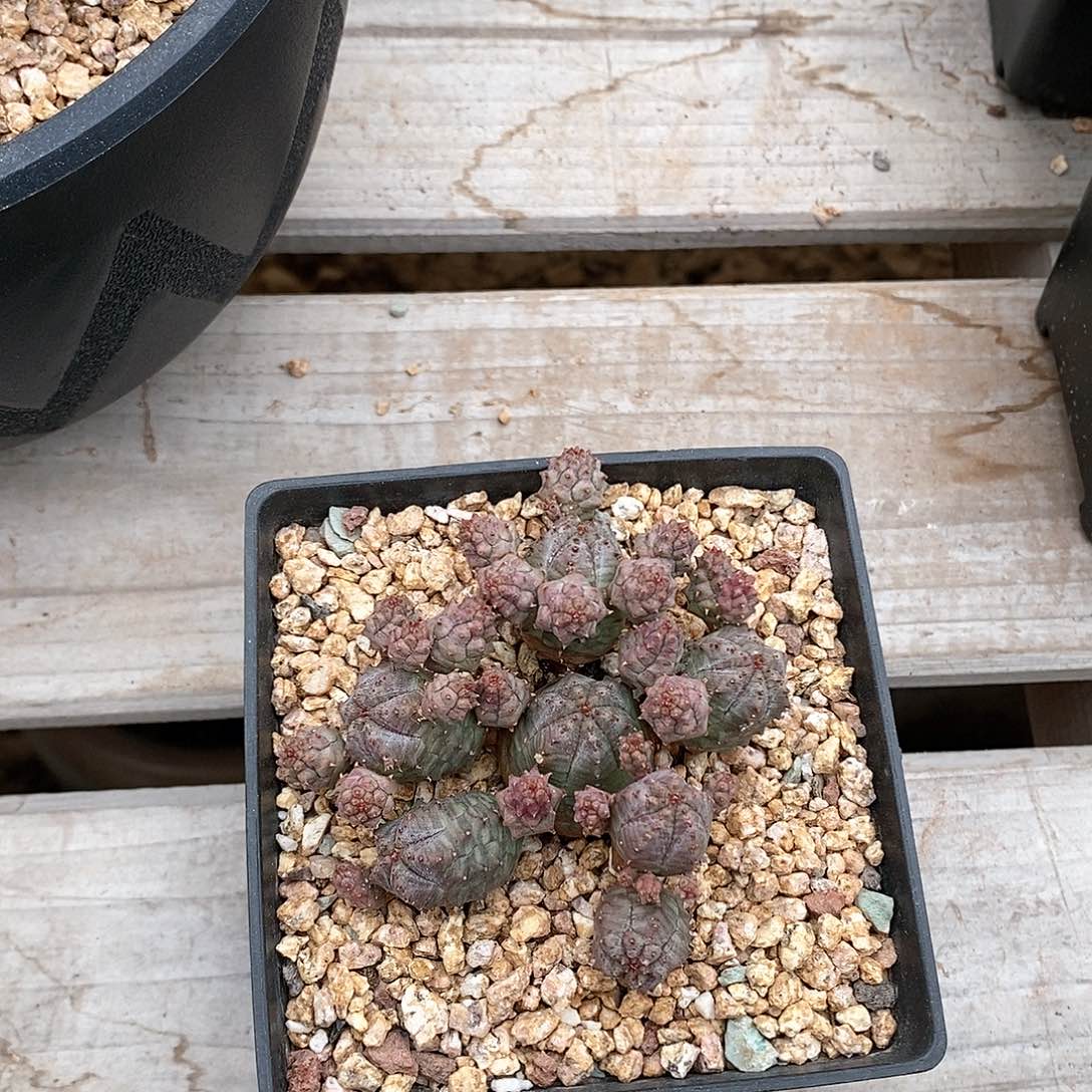 欧系布纹球一物一拍